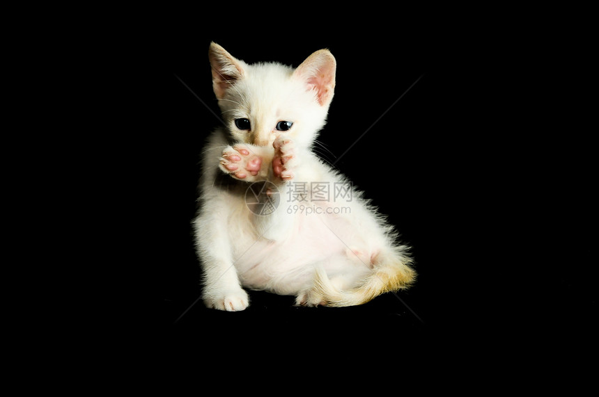 白幼婴小猫棉布白色羊毛游戏婴儿白猫图片