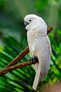 摩鹿加群岛白色的驯化的高清图片