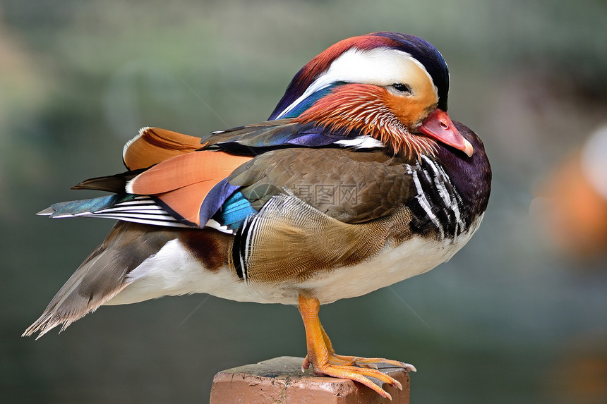 普通达林鸭动物蓝色男性绿色橙子棕色白色羽毛荒野紫色图片