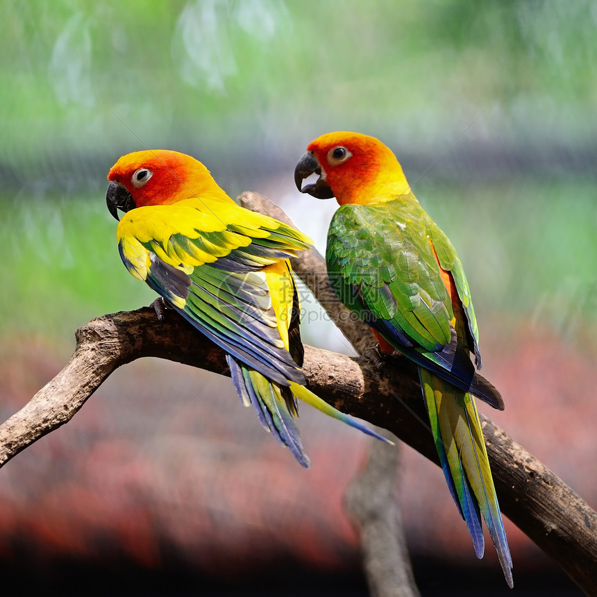 太阳时期情调绿色异国橙子动物鹦鹉荒野热带黄色宠物图片