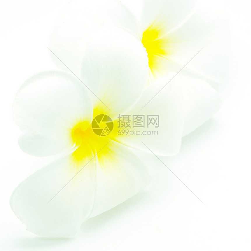 白色和黄黄色热带温泉花瓣黄色植物情调异国香味图片