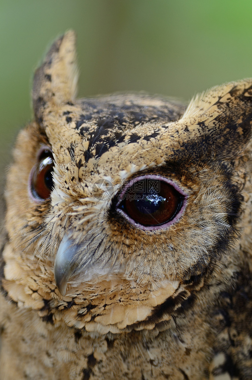 东方Scops 猫头鹰鸟类动物野生动物荒野眼睛图片