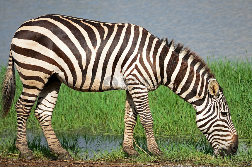 共同斑骨公园野生动物黑色荒野热带草原国家马属条纹白色图片