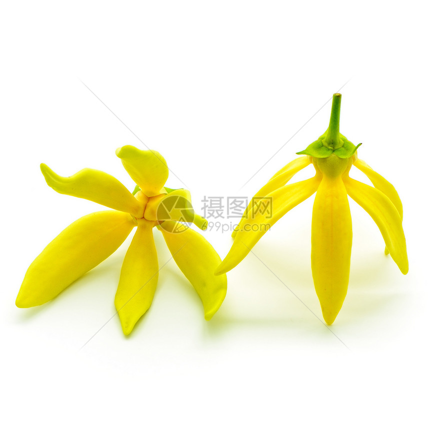 YlanYLang 花朵热带植物绿色温泉白色香水厂黄色图片