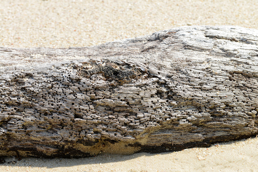 沙滩上漂流木头支撑浮木树桩海滩海岸线孤独日志木材树干海岸图片