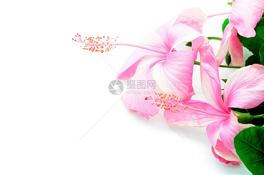 粉红色希比斯木槿雌蕊美丽白色花瓣草本植物粉色异国热带图片