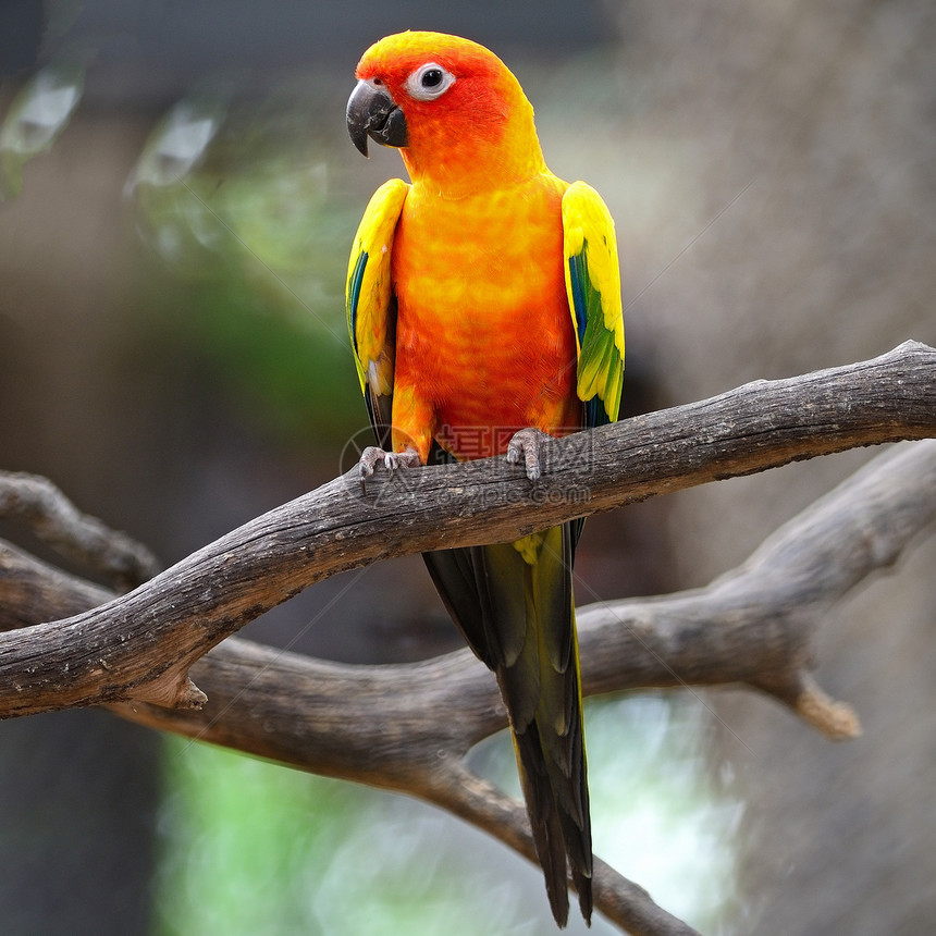 太阳时期动物绿色鹦鹉宠物异国橙子野生动物黄色金子荒野图片