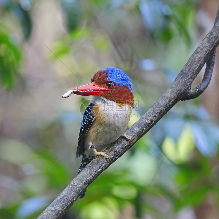 Kingfisher 养鱼王带状公园蕾丝翅膀羽毛国家野生动物森林动物男性图片