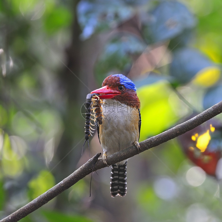 Kingfisher 养鱼王国家蓝色栖息公园动物荒野蕾丝森林羽毛野生动物图片