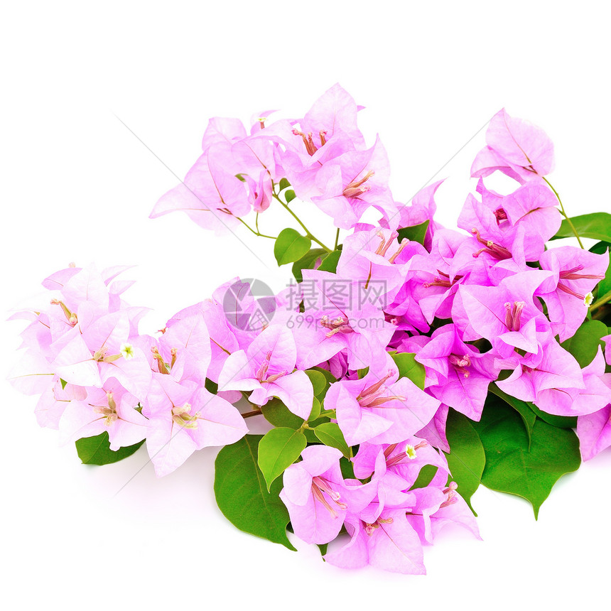 布干维尔a花园植物群紫色装饰粉色白色植物边界热带气候图片