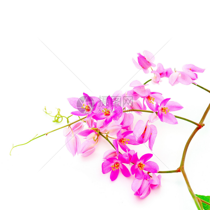 珊瑚藤植物学粉色疗法温泉花瓣爬行者芳香香气花园白色图片