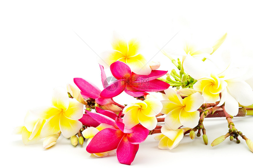 管道香味植物花瓣异国热带温泉黄色白色情调粉色图片
