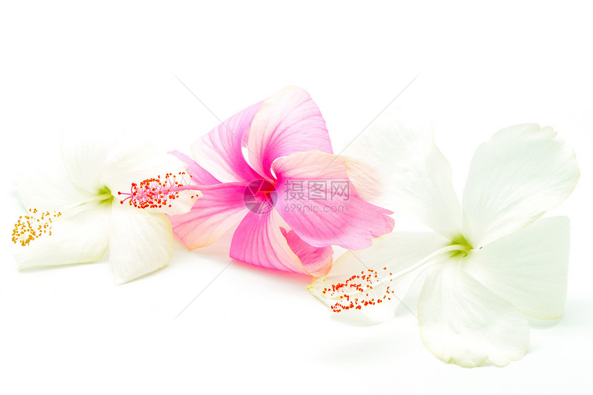 粉红色和白色热带异国情调木槿植物雌蕊花瓣粉色草本美丽图片