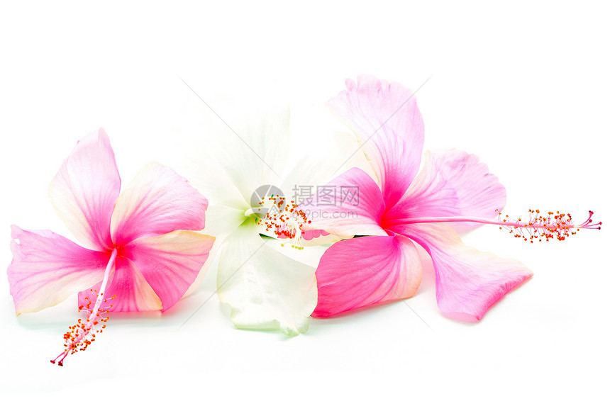 粉红色和白色美丽草本花瓣粉色植物热带木槿雌蕊异国情调图片