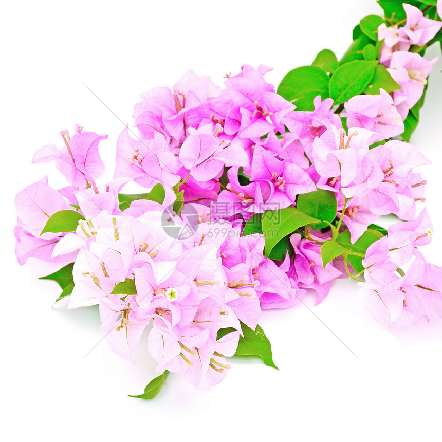 布干维尔a风格花园边界植物植物群紫色粉色装饰气候白色图片