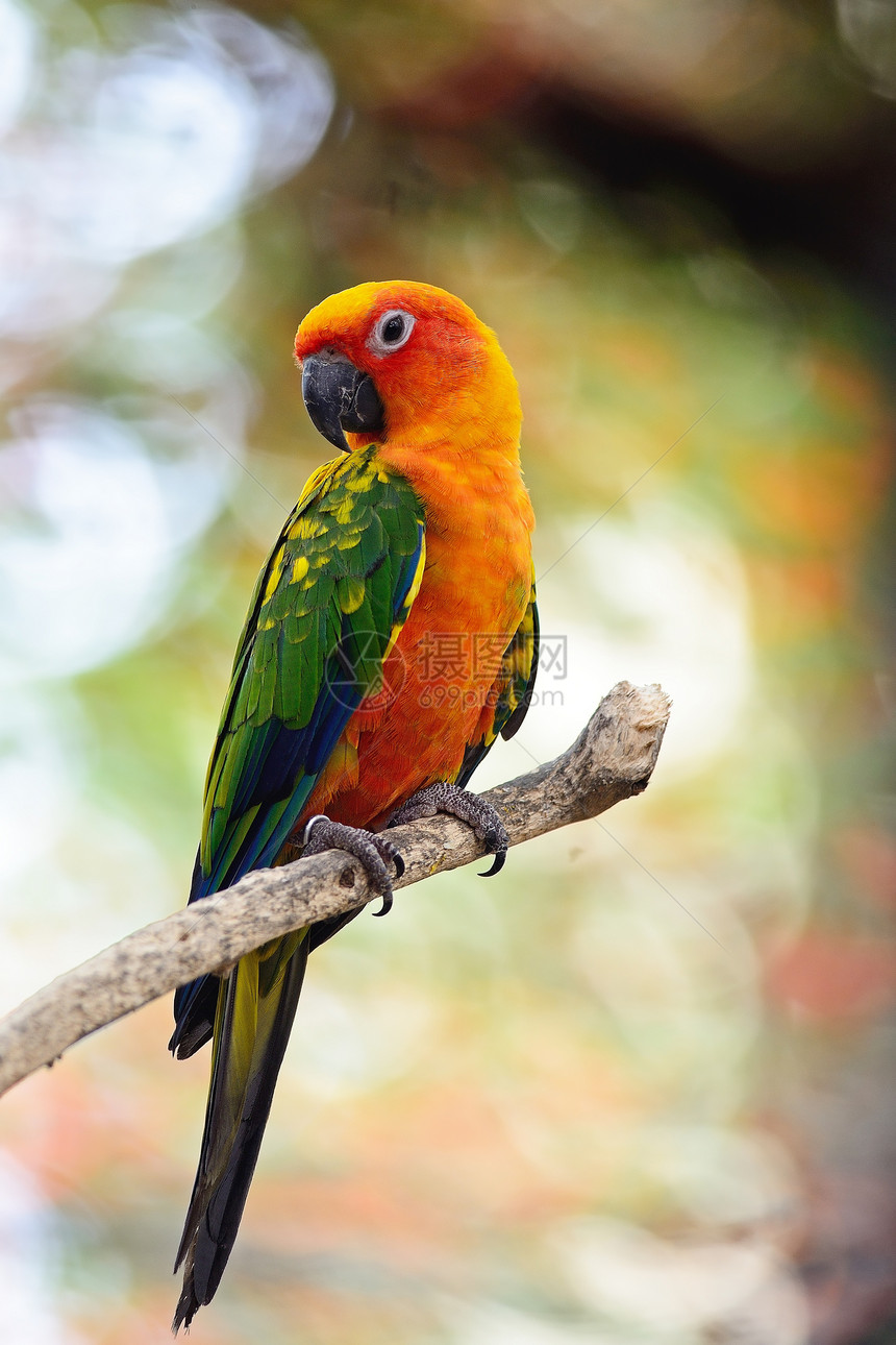 太阳时期黄色荒野热带鹦鹉绿色金子羽毛异国栖息动物图片
