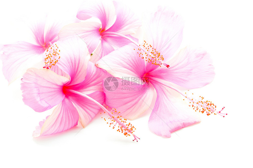 粉红色希比斯粉色异国白色草本热带花瓣美丽雌蕊植物情调图片