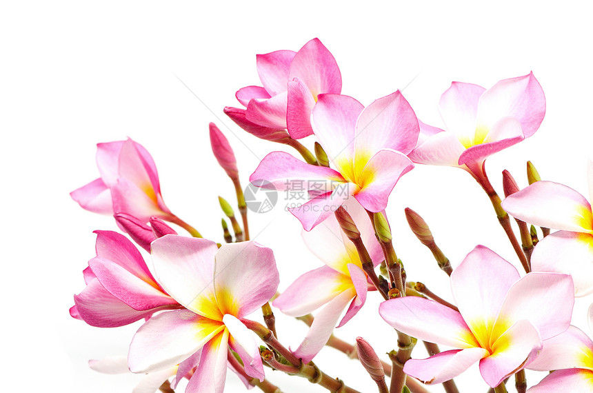 粉红色花园温泉白色花瓣黄色异国情调热带香味粉色图片