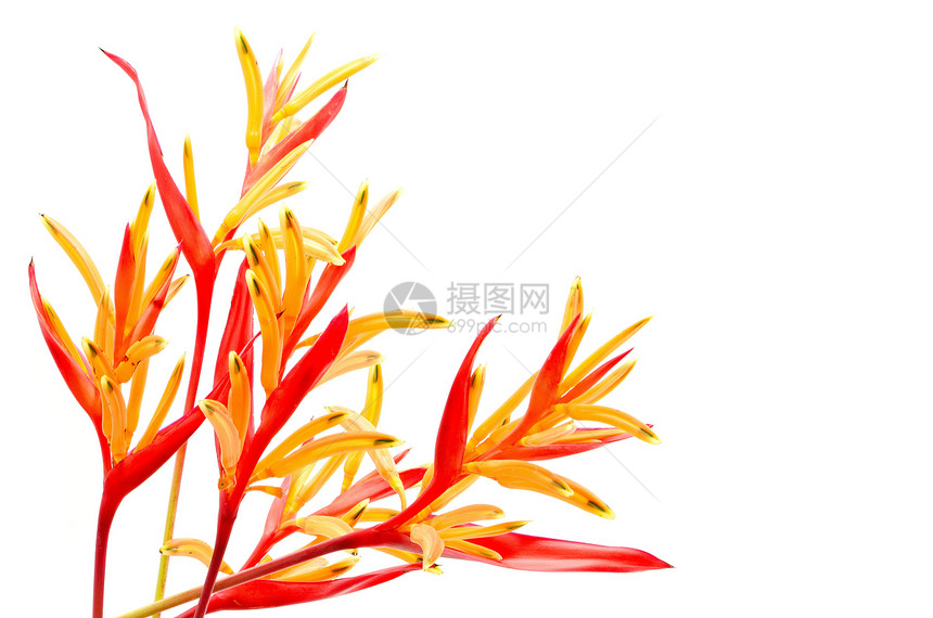 希利奥尼亚鲁布拉热带白色植被异国植物群橙子边界花园情调红色图片