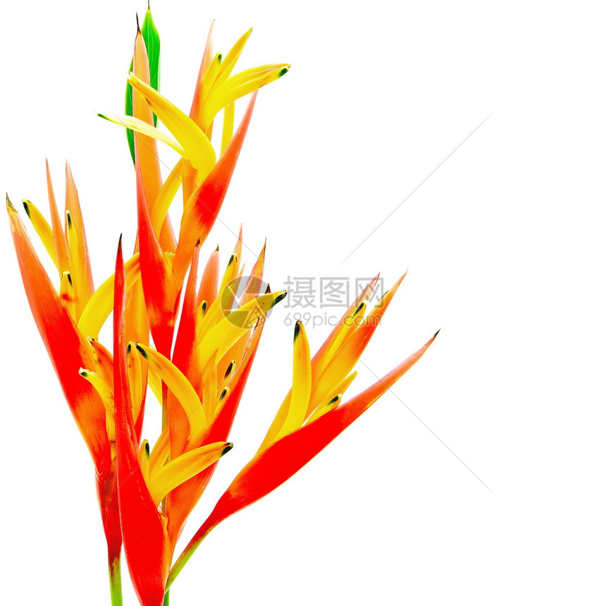 橙helconia边界花园红色天堂热带植物群情调鹦鹉黄色异国图片