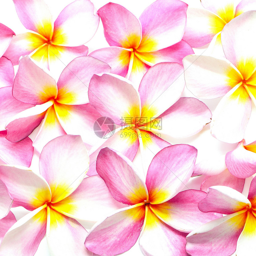 粉红色黄色香味粉色异国白色情调温泉花瓣热带花园图片