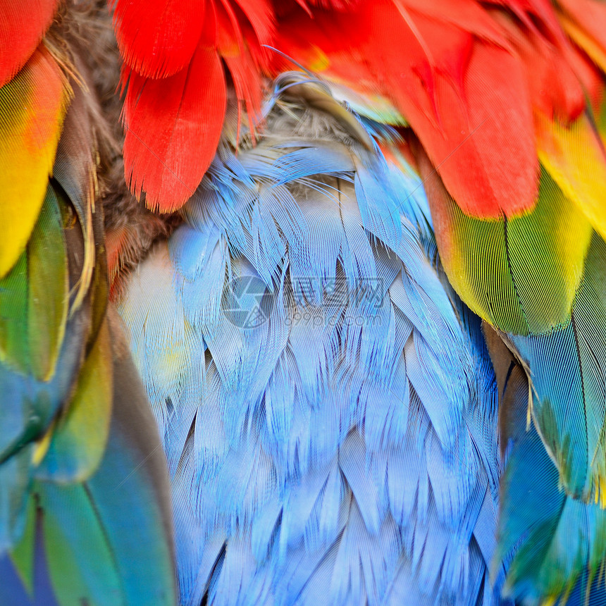 羽毛绿色彩虹鹦鹉野生动物蓝色荒野红色动物热带金子图片