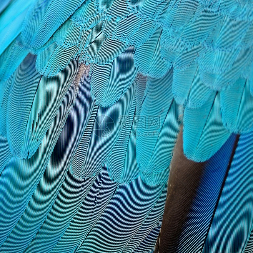 蓝色和金色麦毛羽毛金子翅膀鸟类异国宏观动物宠物荒野黄色动物群图片
