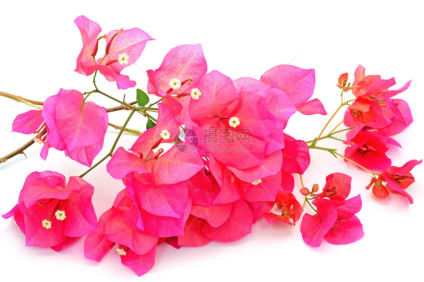 布干维尔a花园植物热带植物群紫色边界风格装饰气候粉色图片