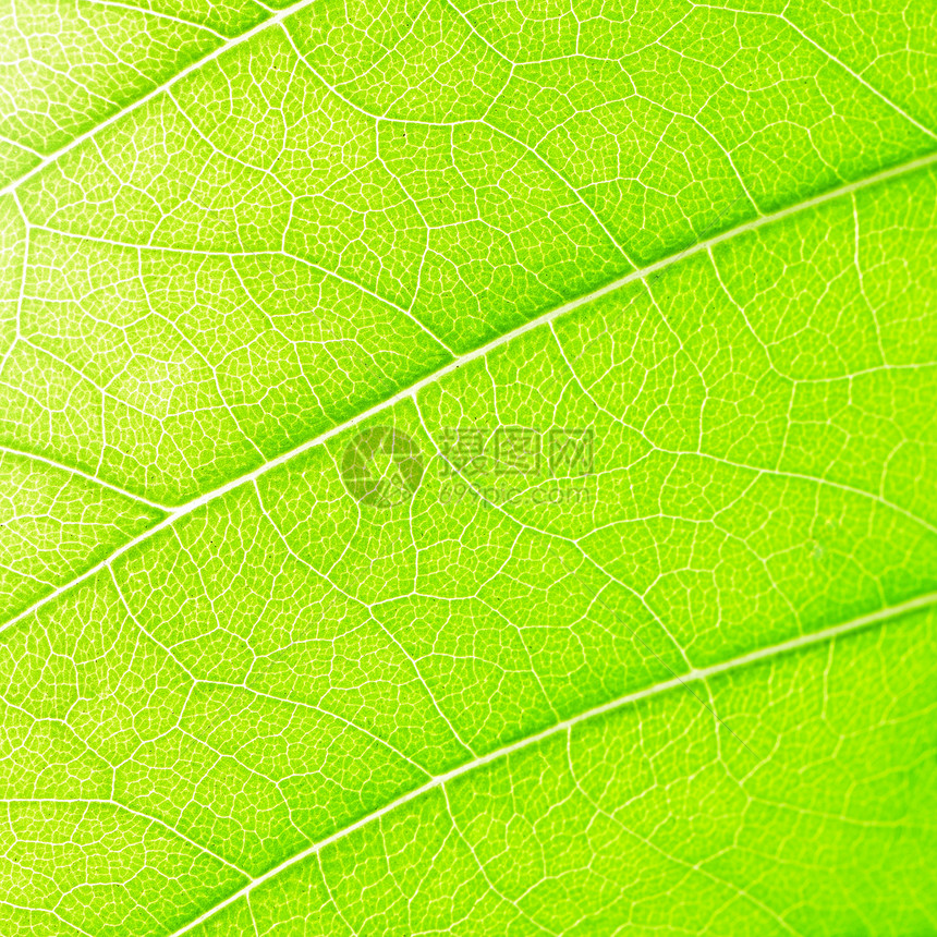 抽象叶叶摘要环境植物宏观叶子静脉树叶图片