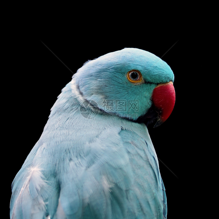 蓝环颈鹦鹉图片