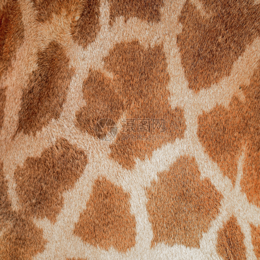 长颈羊皮棕色动物皮革荒野野生动物头发皮肤斑点食草哺乳动物图片