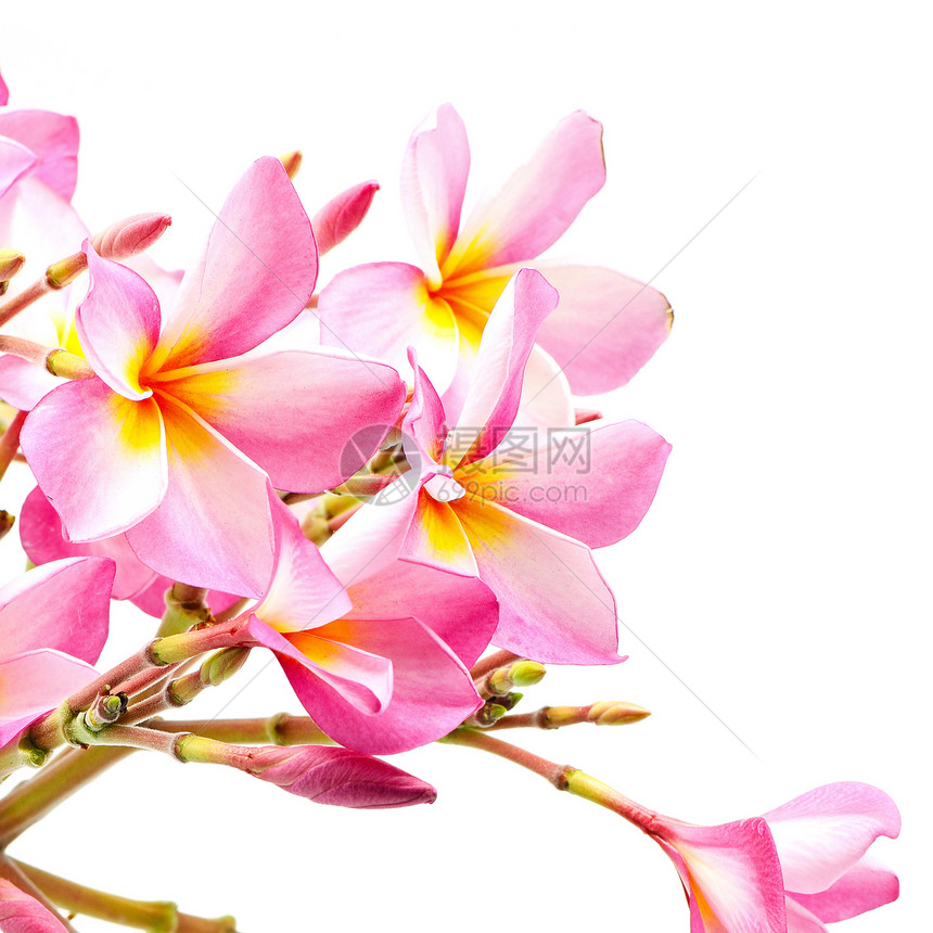 粉红色黄色白色温泉花园粉色异国香味花瓣情调热带图片