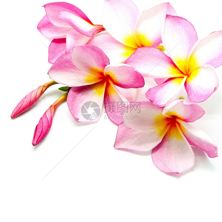 粉红色香味黄色温泉热带粉色白色花园花瓣情调异国图片