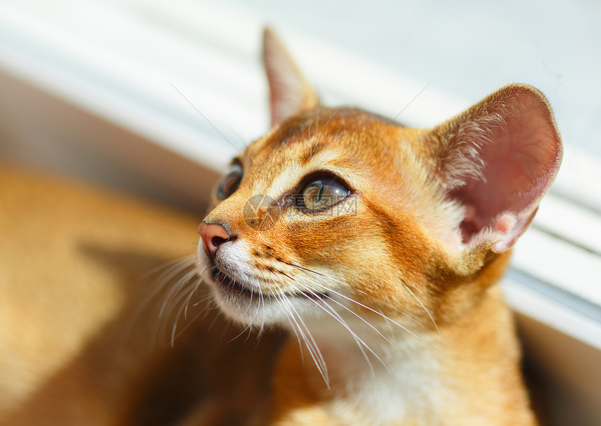 阿比西尼小猫橙子晶须毛皮阳光棕色眼睛红色猫科动物耳朵哺乳动物图片