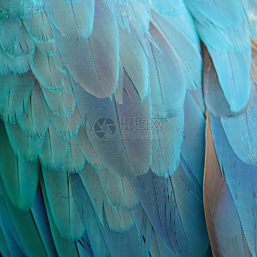 蓝色和金色麦毛羽毛宠物动物翅膀鹦鹉异国黄色金子鸟类宏观情调图片