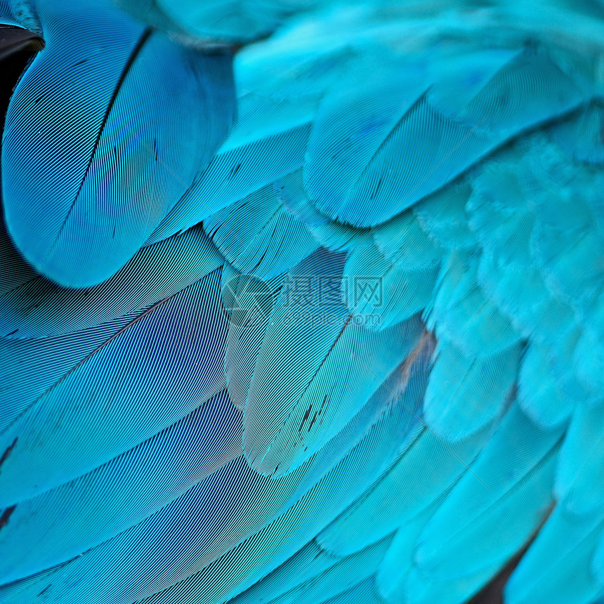 蓝色和金色麦毛羽毛宠物翅膀鹦鹉动物热带异国鸟类宏观黄色荒野图片