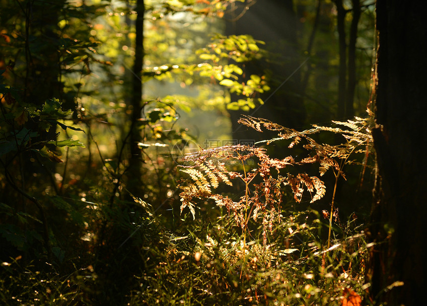秋林晴天场景阳光林地蕨类树干风景光束日出环境图片