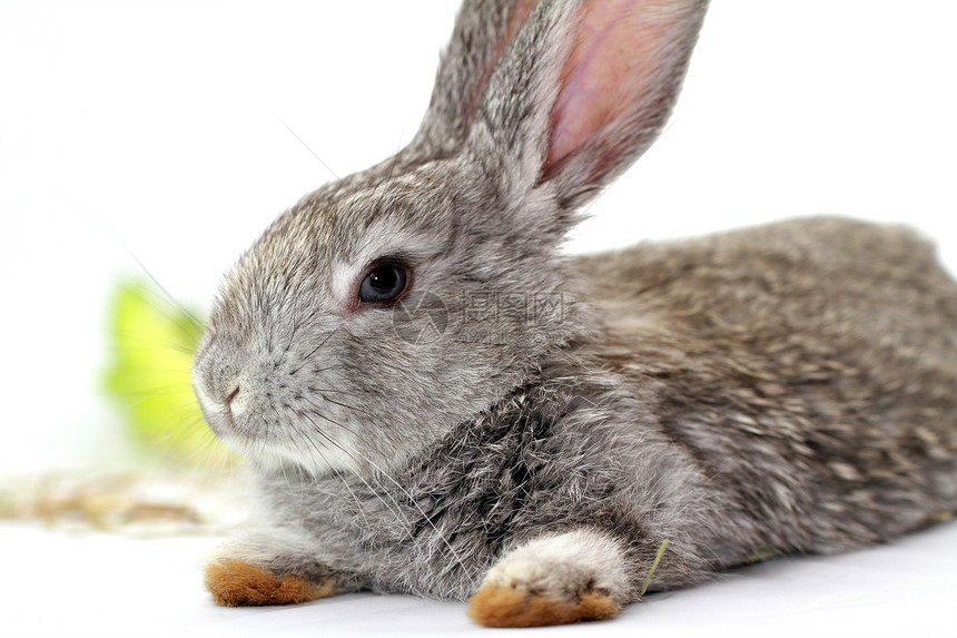灰兔农业野兔白色乐趣荒野灰色哺乳动物毛皮宠物耳朵图片