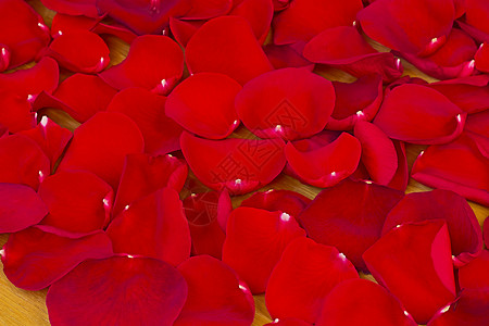 红玫瑰花瓣礼物粉色花园红色季节植物群花序玫瑰庭园背景背景图片