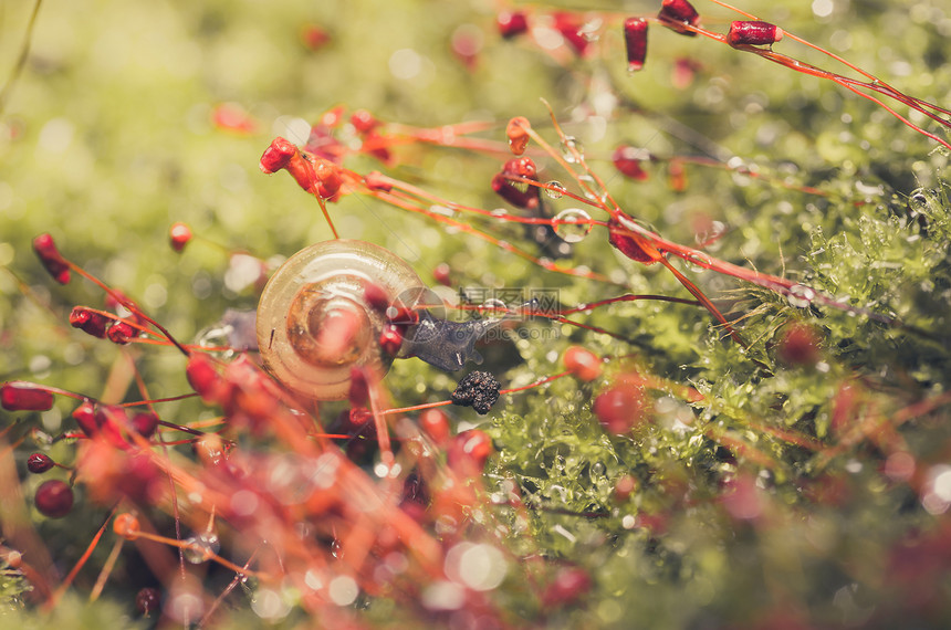 刺目树和苔螺旋植物棕色绿色叶子宏观野生动物环境花园蜗牛图片