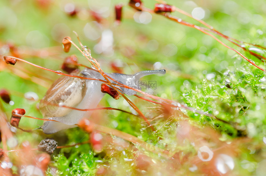 刺目树和苔环境宏观热带绿色蜗牛花园野生动物螺旋植物叶子图片