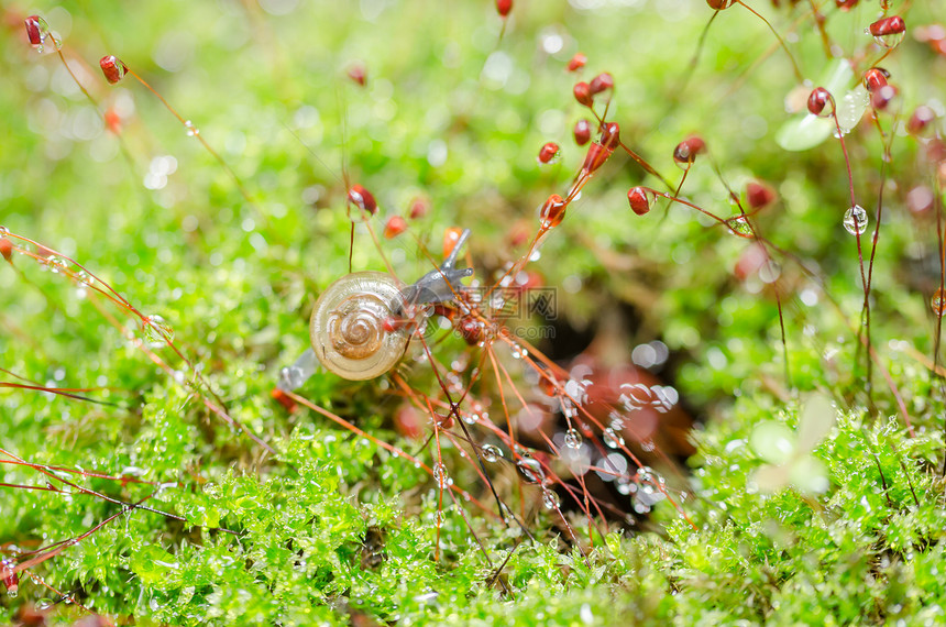刺目树和苔热带叶子宏观植物蜗牛野生动物花园螺旋绿色环境图片