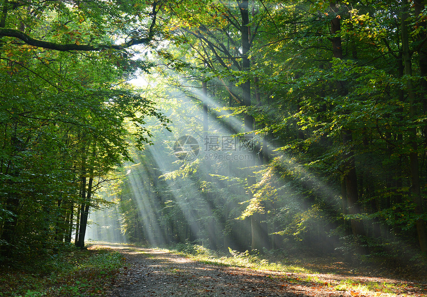 林树风景旅行横梁树木阳光薄雾日落日光木头冒险图片