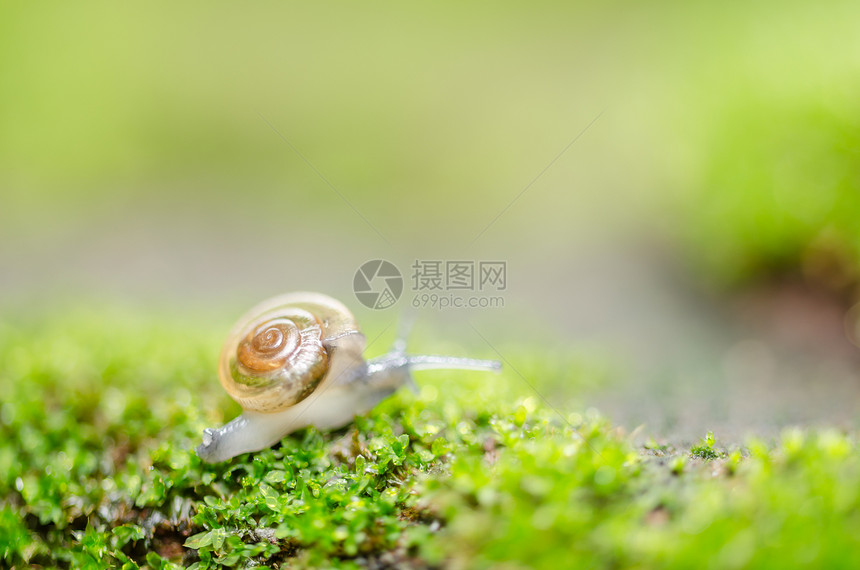 刺目树和苔野生动物环境宏观热带绿色叶子植物花园螺旋蜗牛图片