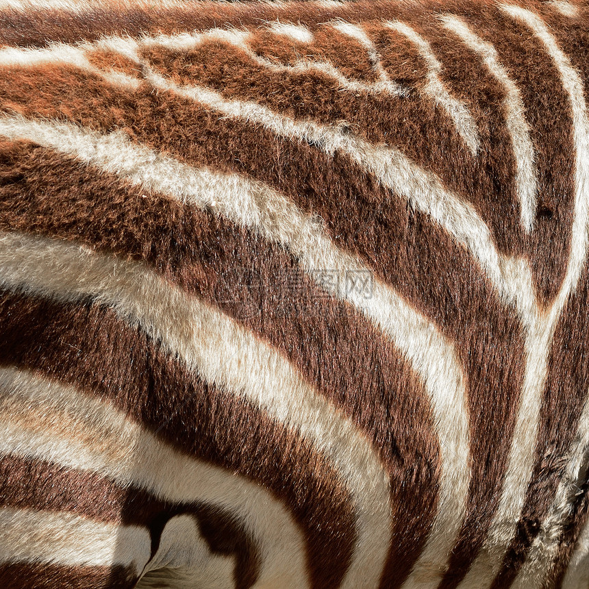 常见斑骨皮动物条纹头发打印皮肤白色野生动物荒野皮革材料图片