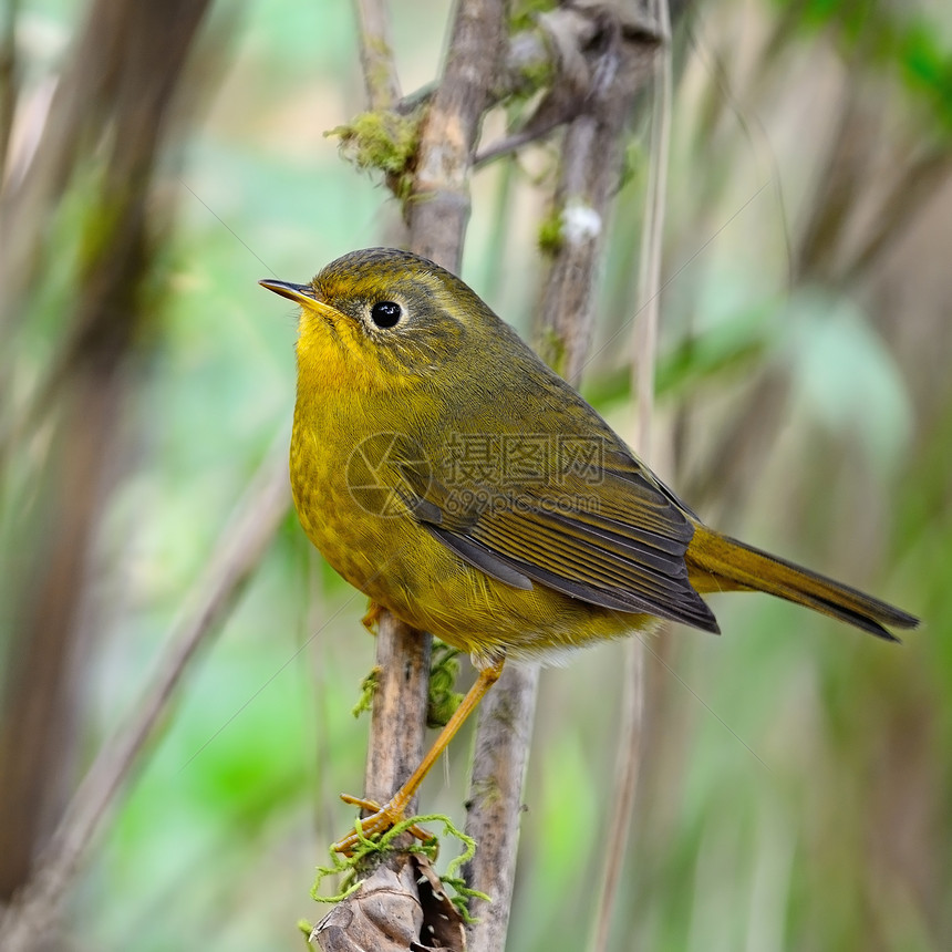 金金色 布什 罗宾观鸟衬套动物女性羽毛热带荒野绿色森林动物群图片