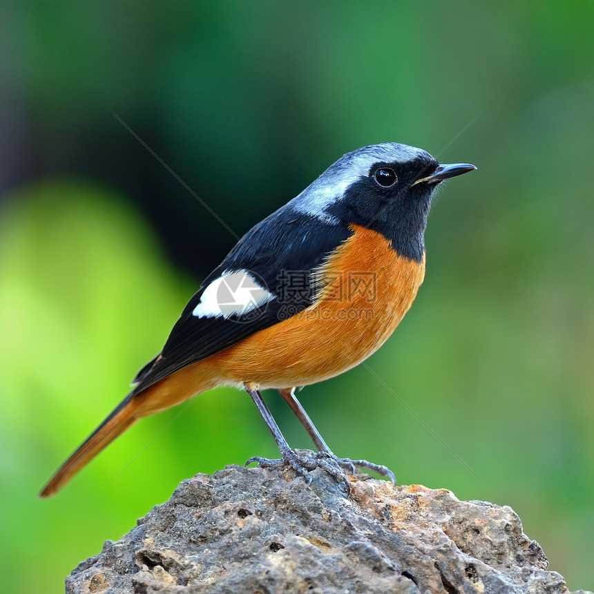 男性多瑞安红开始鸟类森林橙子荒野金黄色野生动物黑色羽毛动物热带图片