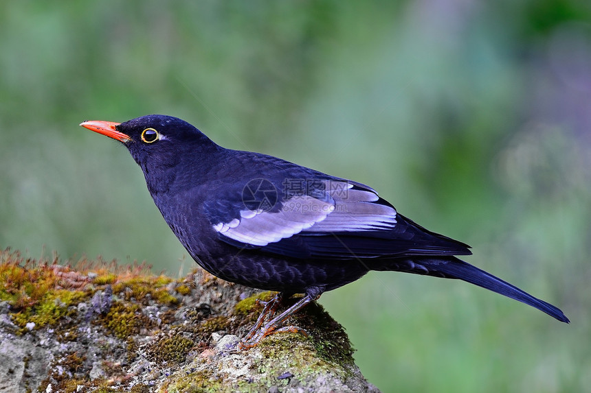 灰翼黑鸟Blackbird环境鸟类野生动物灰色生态灰翅脊柱黑鸟动物群荒野图片