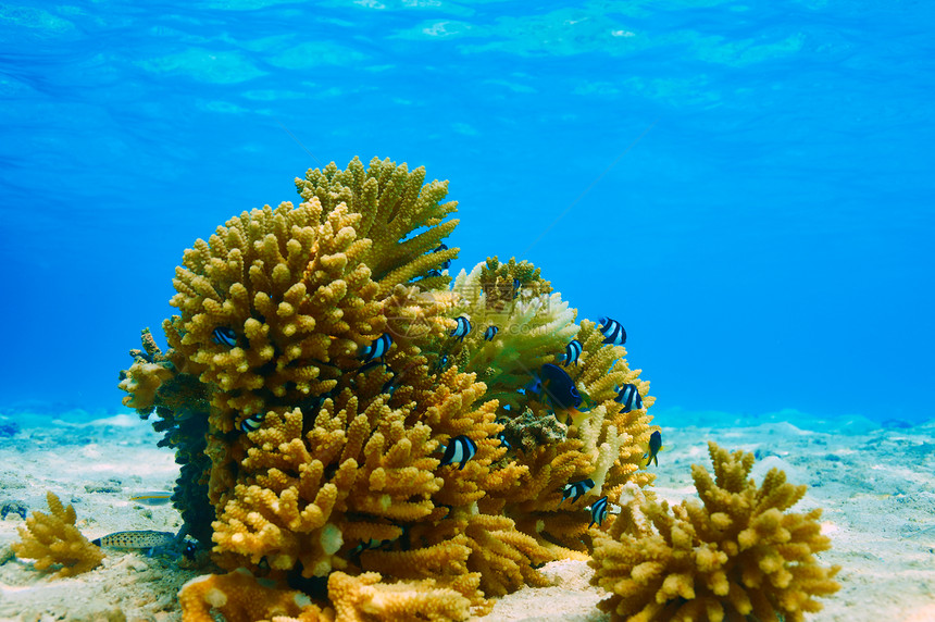 马尔代夫的珊瑚礁热带珊瑚浮潜荒野海上生活动物旅行海洋情调异国图片