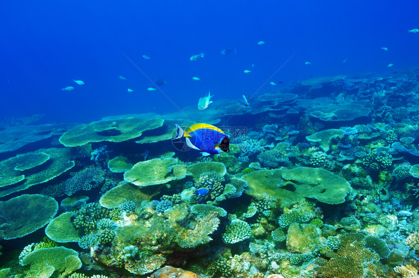 马尔代夫的珊瑚礁蓝色野生动物浮潜动物海洋热带情调荒野旅行假期图片